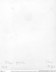 Historisches Foto (Rückseite) von Gastrosacus torosus (Robins, Feldmann & Schweitzer, 2013) (NHMW-AFW-GEO-BACHMAYER-FOTO-1990-0041-1505)